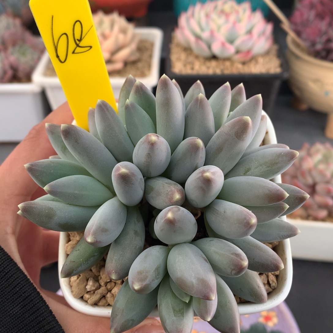 我们家的小姐姐们