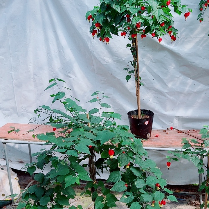 笑***水完全开放笑意如水98