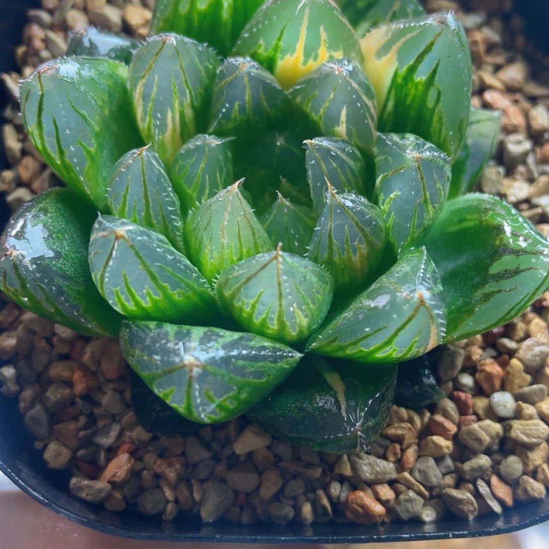 6.十二卷多肉实生玉露锦。     