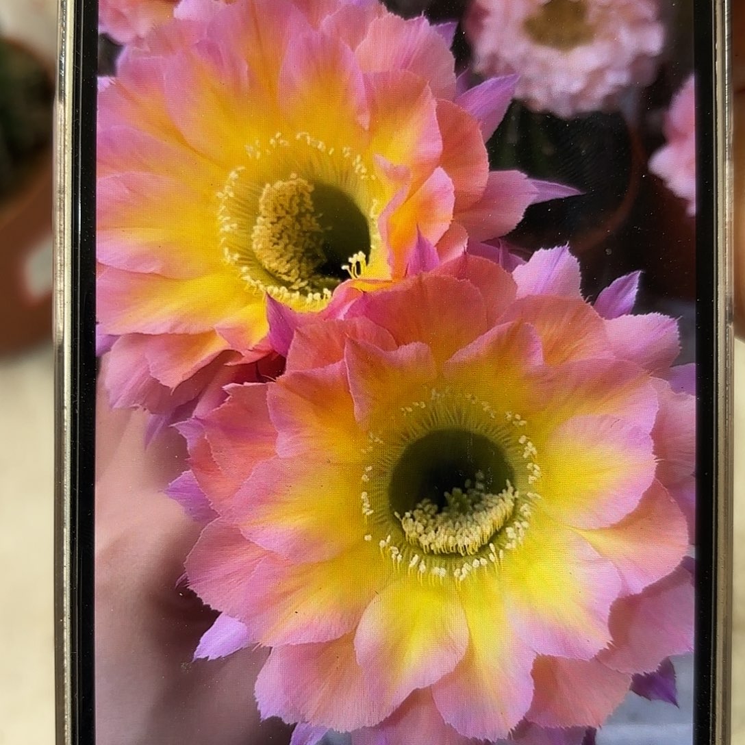 彩草1-65号7公分左右