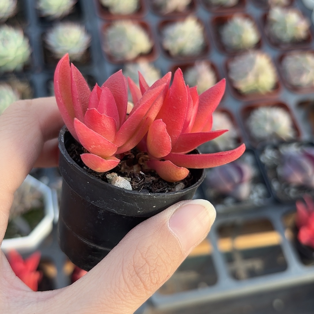 精品火祭多肉植物