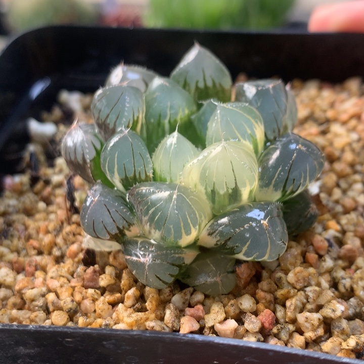 实生玉露锦一物一拍