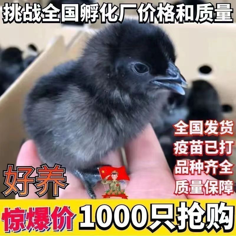 ［亏本冲量］出壳三天宠物鸡五黑鸡