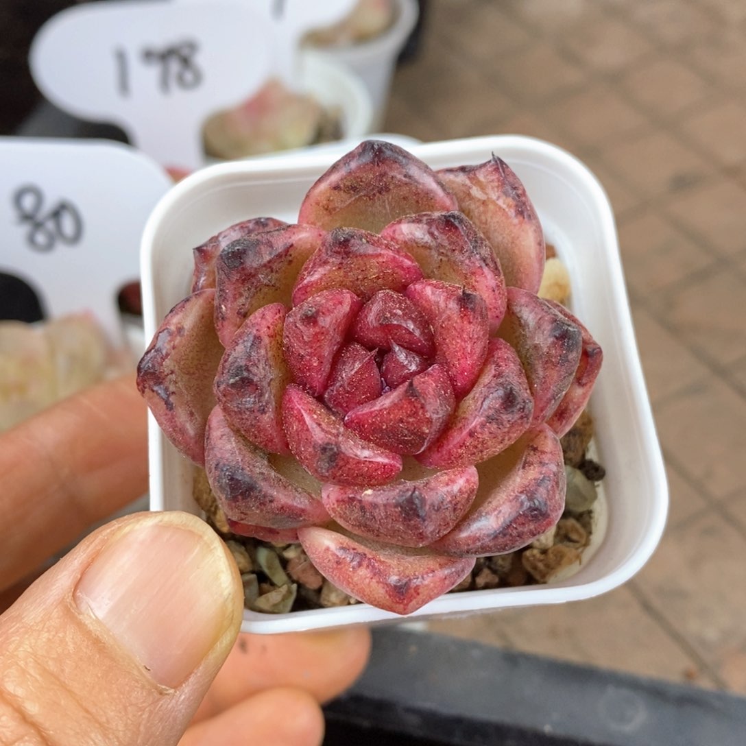 精品多肉一物一拍188