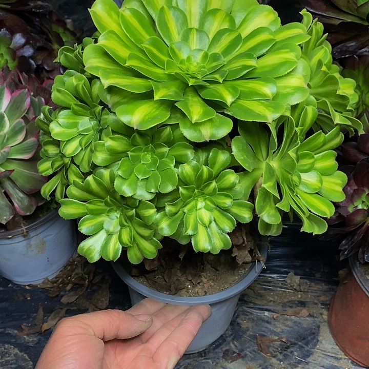 翡翠直播锦老桩822号