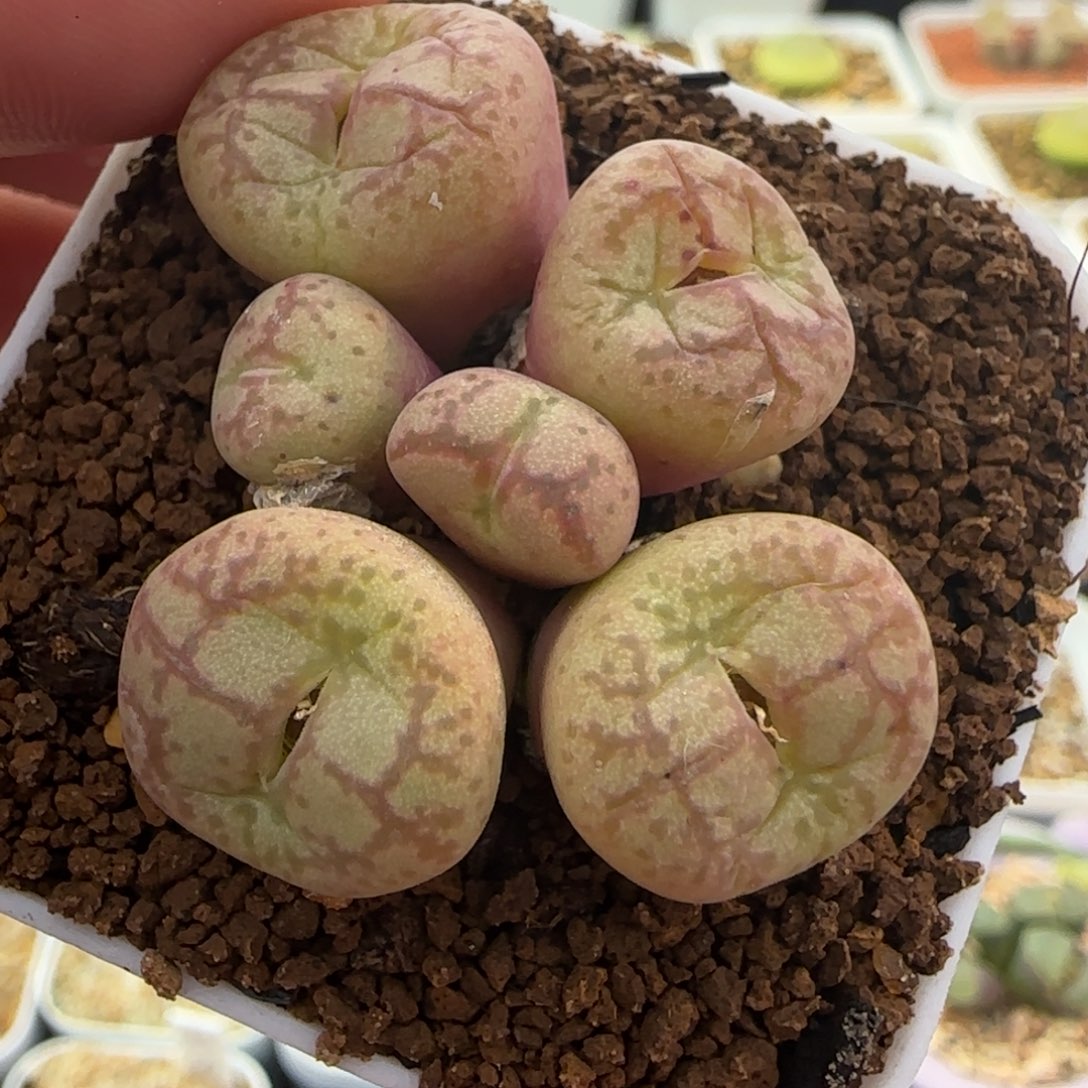 1.24号多肉6头群猴脸20号