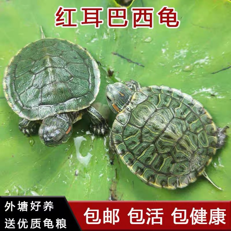【红耳巴西龟苗】活体小巴西龟苗活物绿色彩龟宠物观赏龟适合家养
