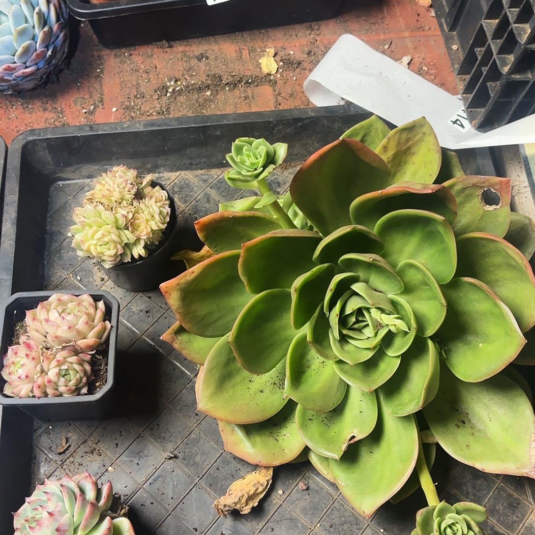 多肉植物宽拍442号下拨福利