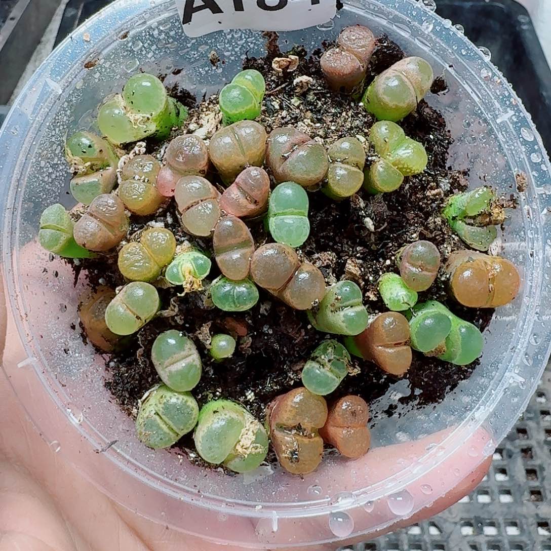 184多肉植物多肉植物