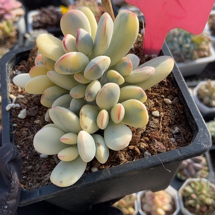 148福娘锦多肉植物保护