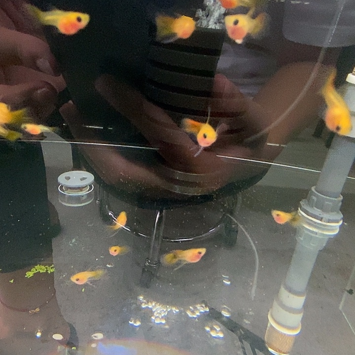 孔雀鱼补运费补运费