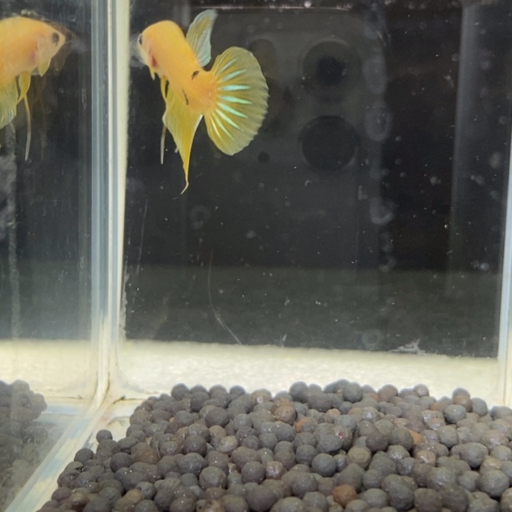 斗鱼泰国斗鱼134号