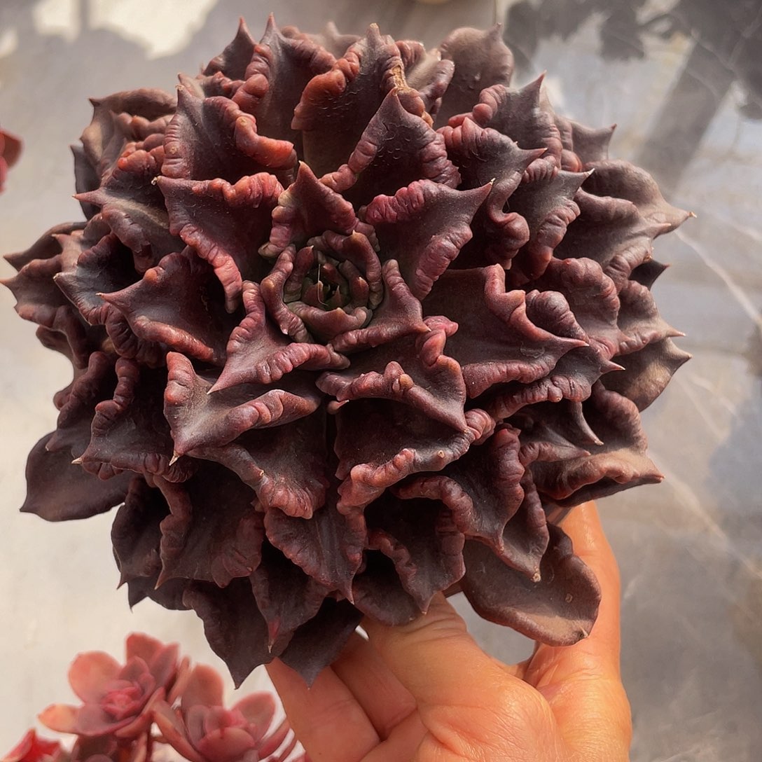 黑饺子皮多肉多肉多肉