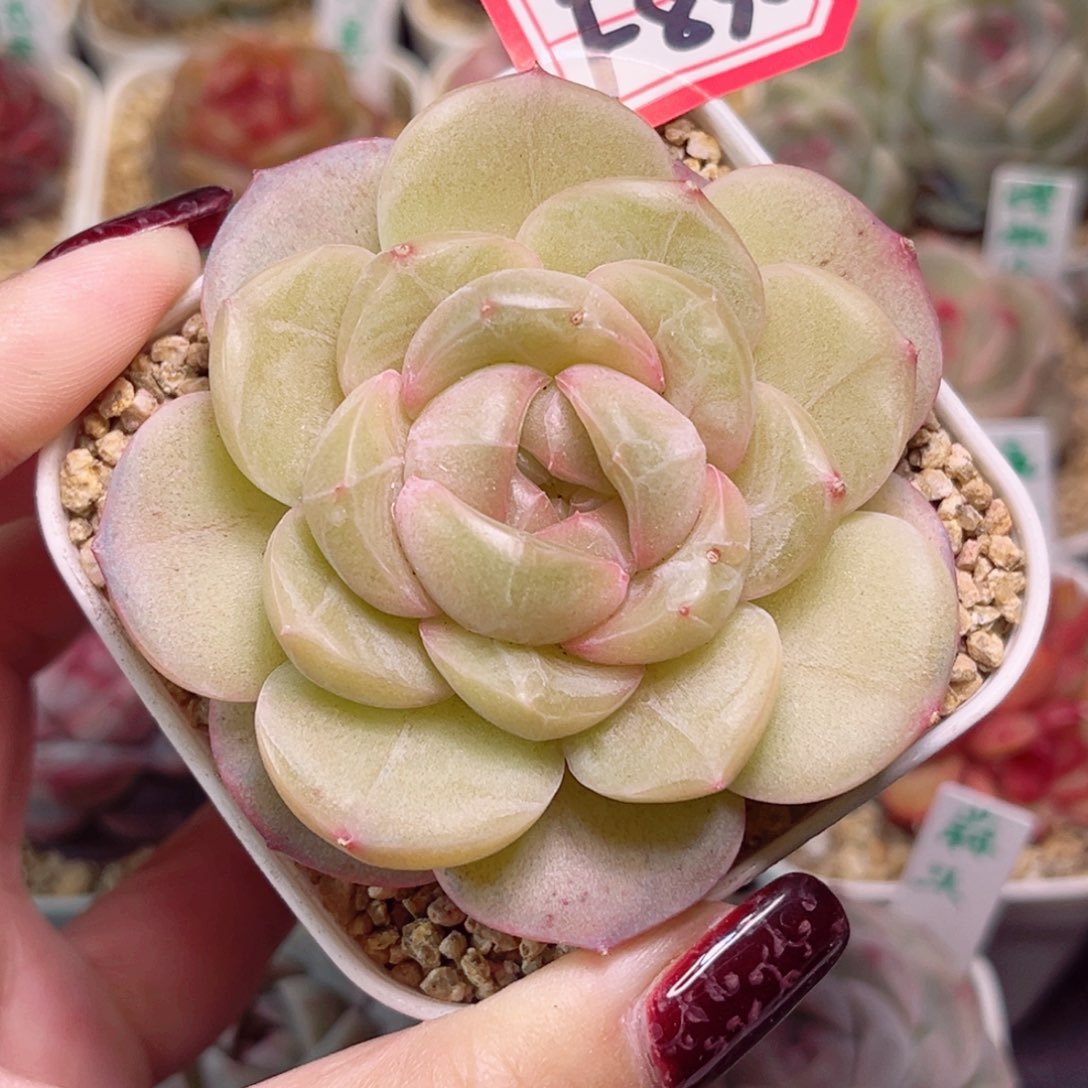 왕*일F830一物一拍 金色年华