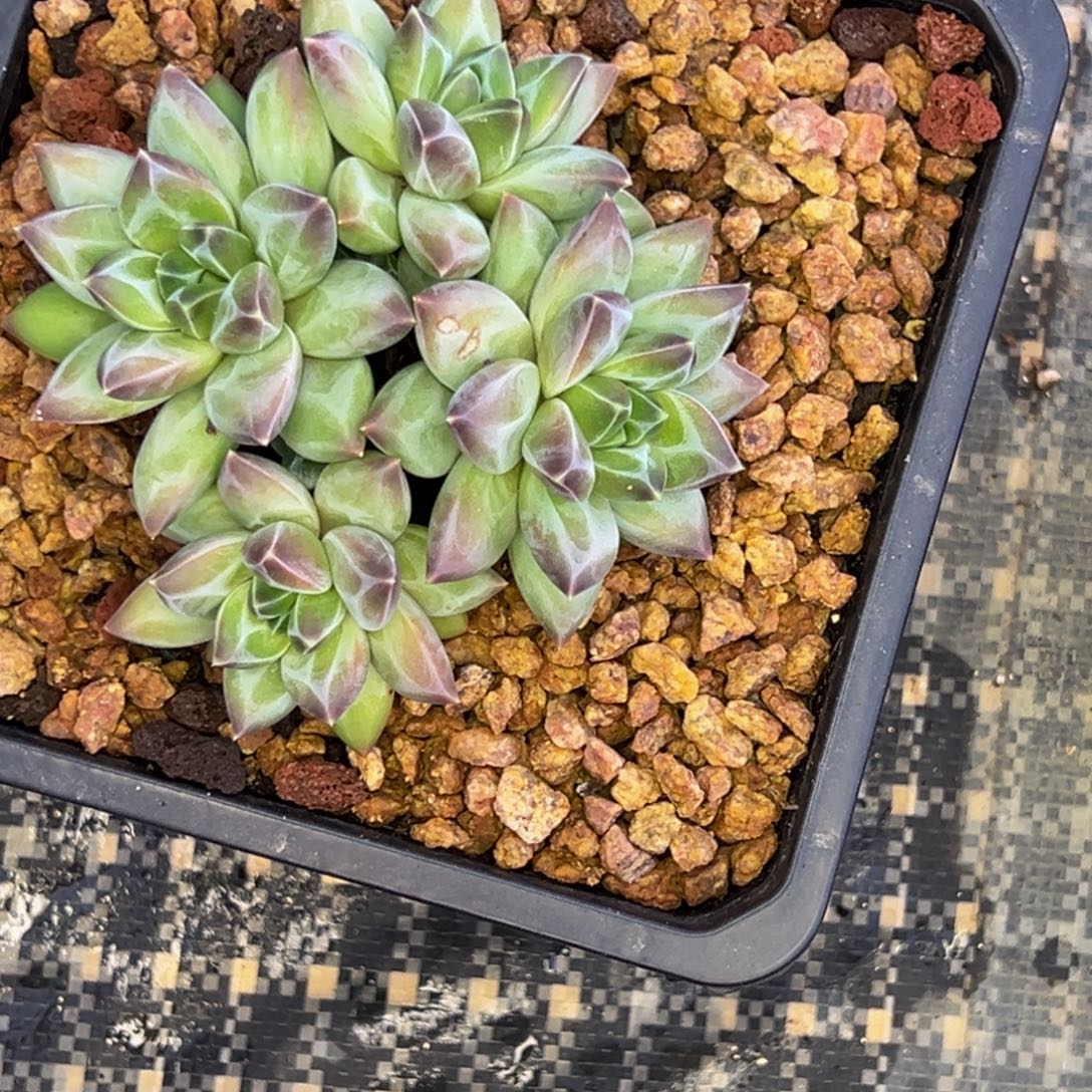 安***身安姐姐的多肉植物群生