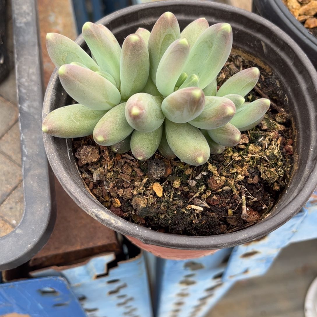 多肉植物多肉植物