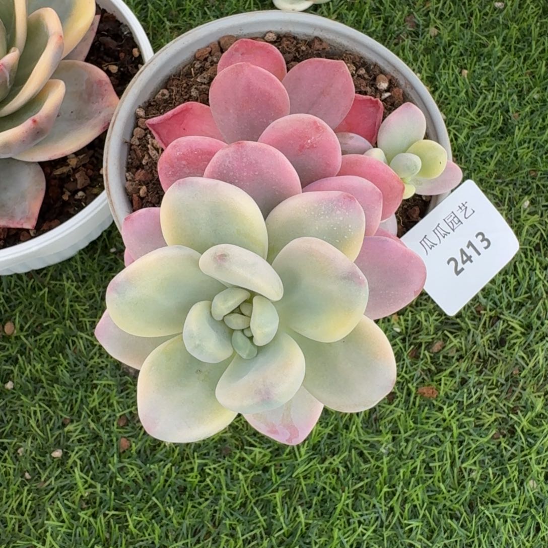 2413洛神锦多肉植物的时候