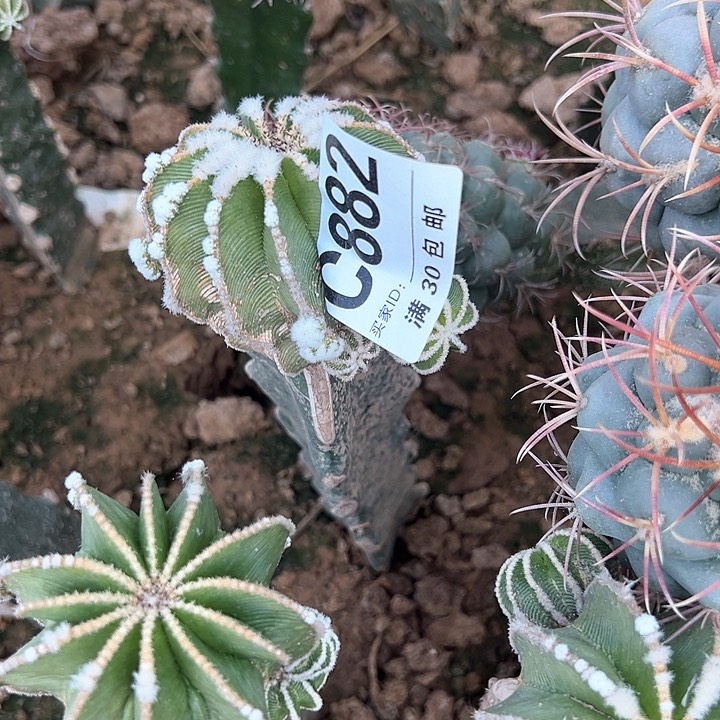 赖****884号882号仙人球