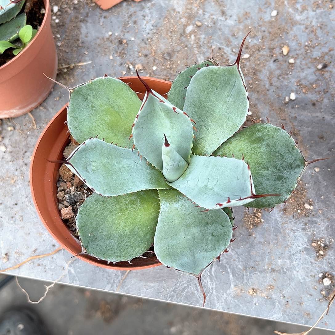 小*龙舌兰福克斯20