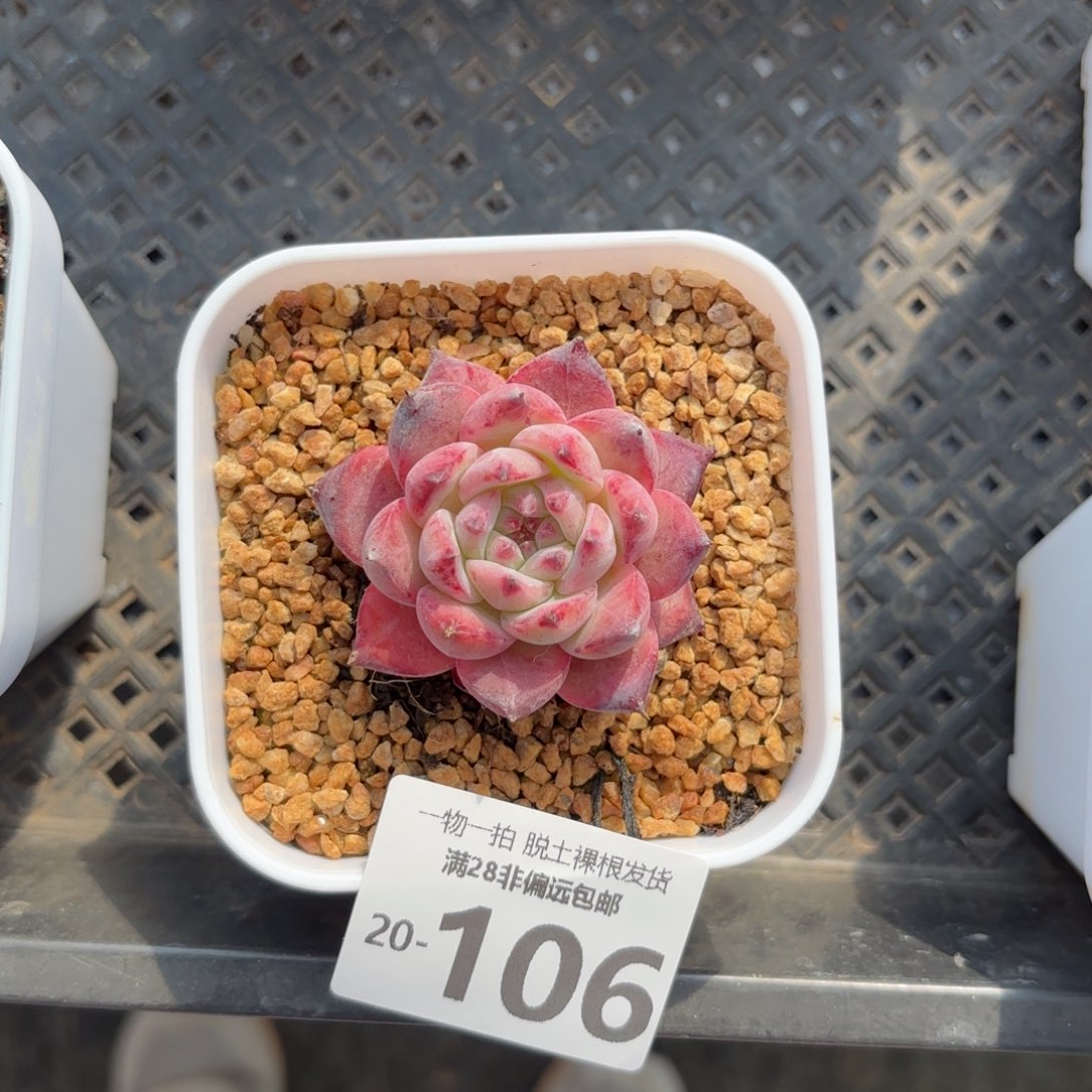 砖石卡罗拉多肉多肉