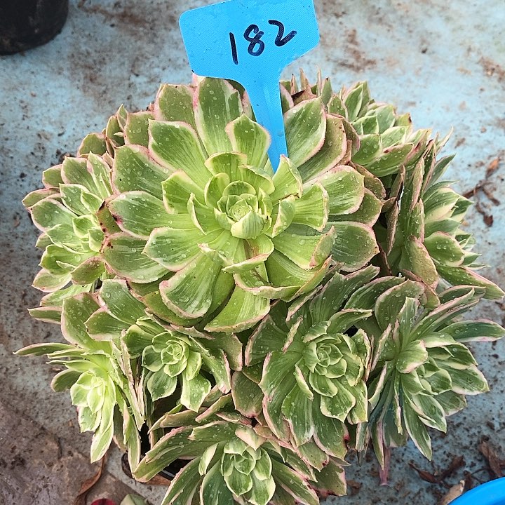 182 一颗水蜜桃法师多肉