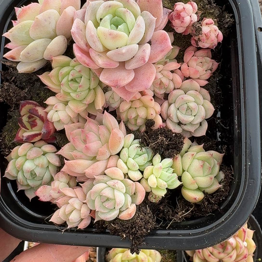 杂交新品珍妮多肉1013