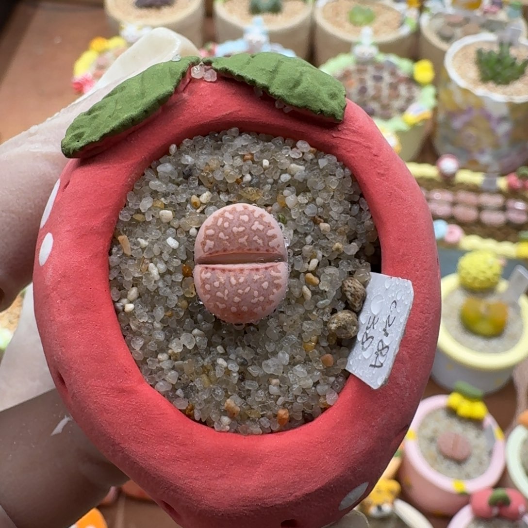 1210-09连盆带花粉218a