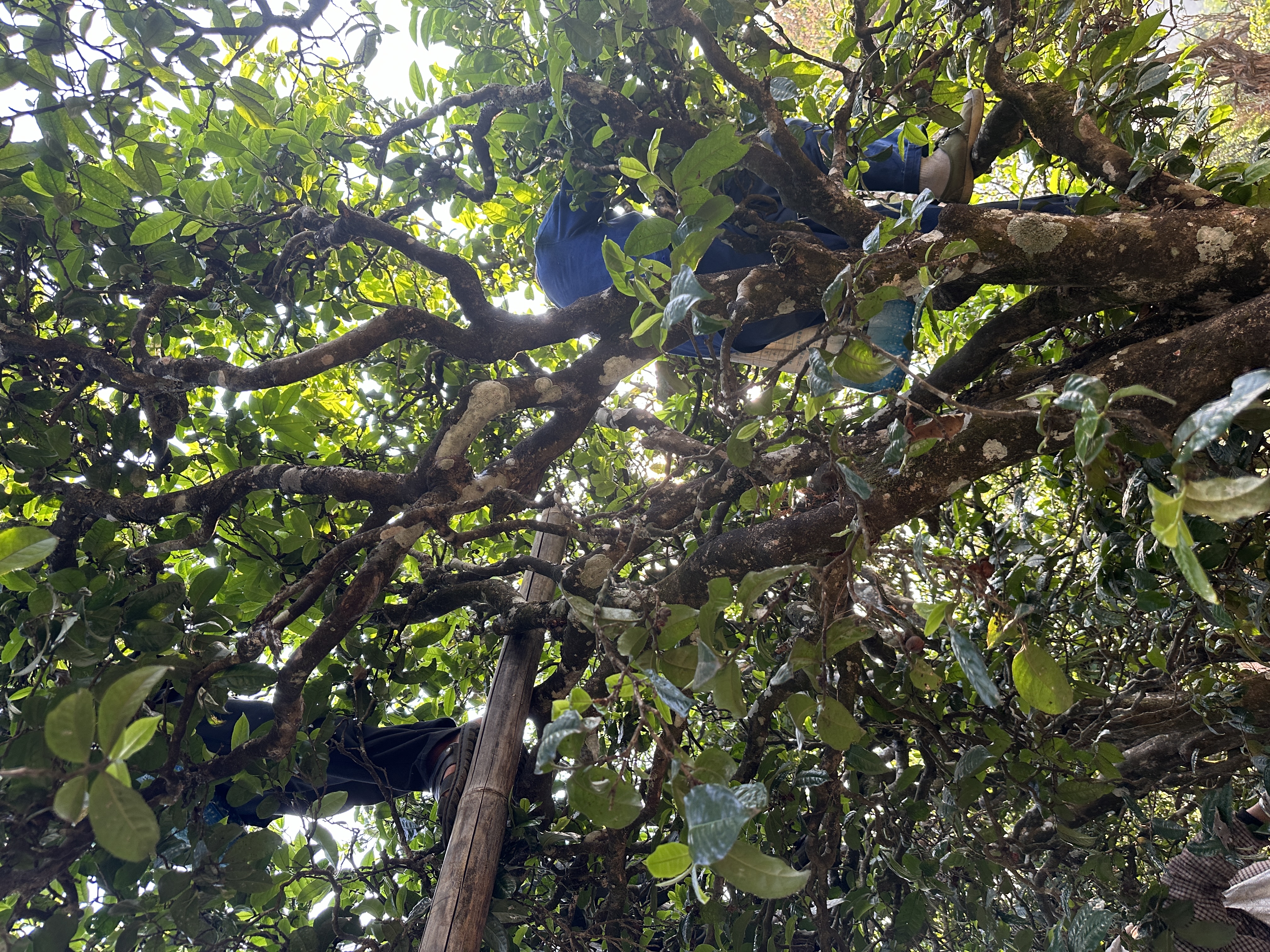 百年古树•头春头采•果香蜜香200克