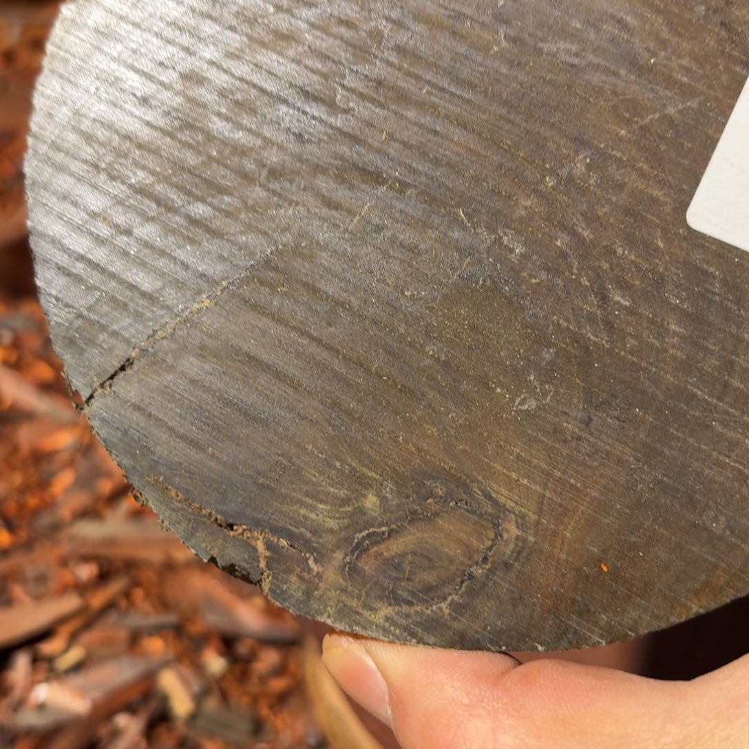 维腊木（绿檀）6631原木