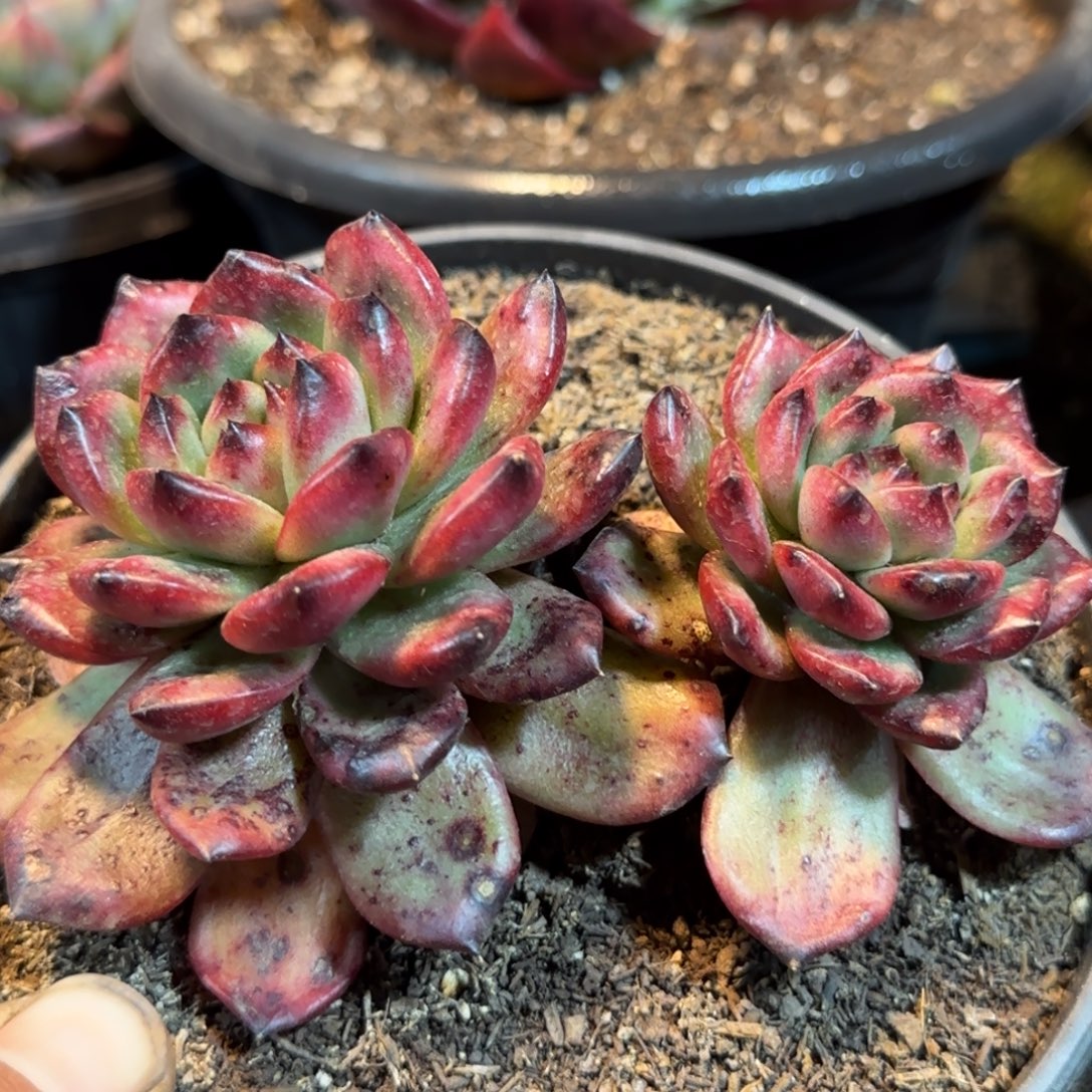 Tm 一物一拍包装收缩花旱