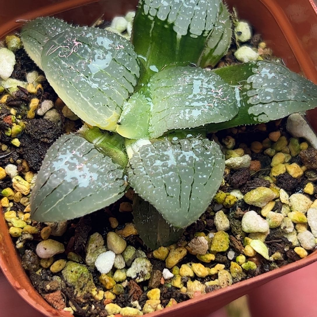 天空之镜锦十二卷多肉