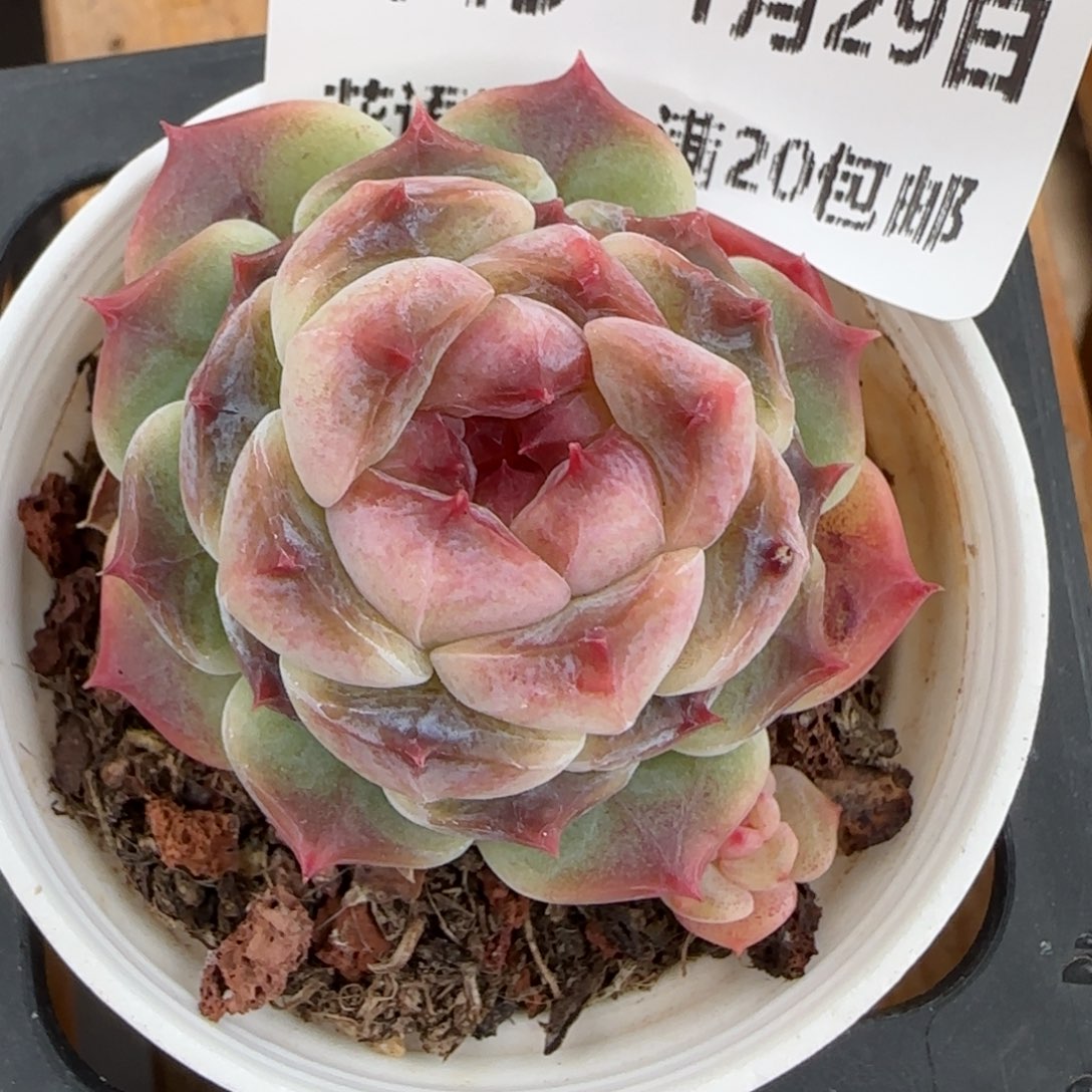 花语逸镜0129-449