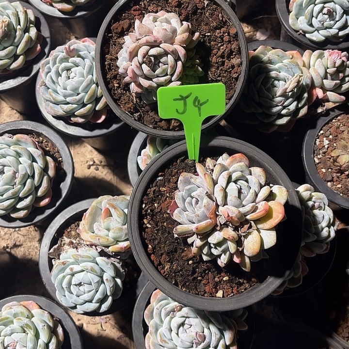 椰****星颖缀化多头群山54