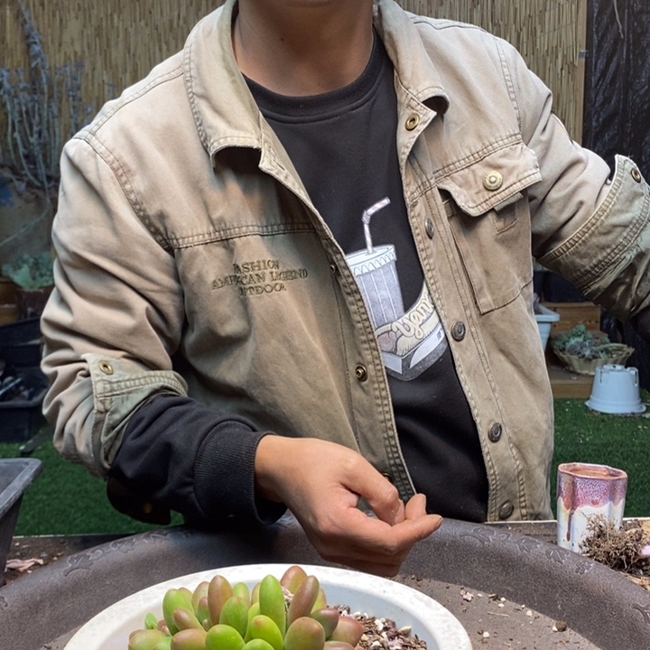 朱***掌179号芒果奶多肉植物