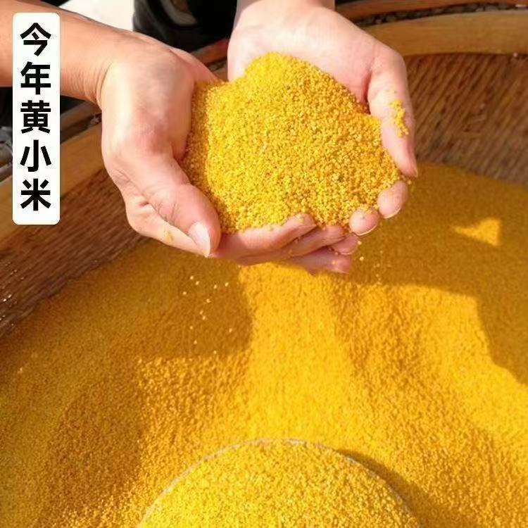 农家黄小米营养美味适合煮粥米油厚的月子米宝宝米