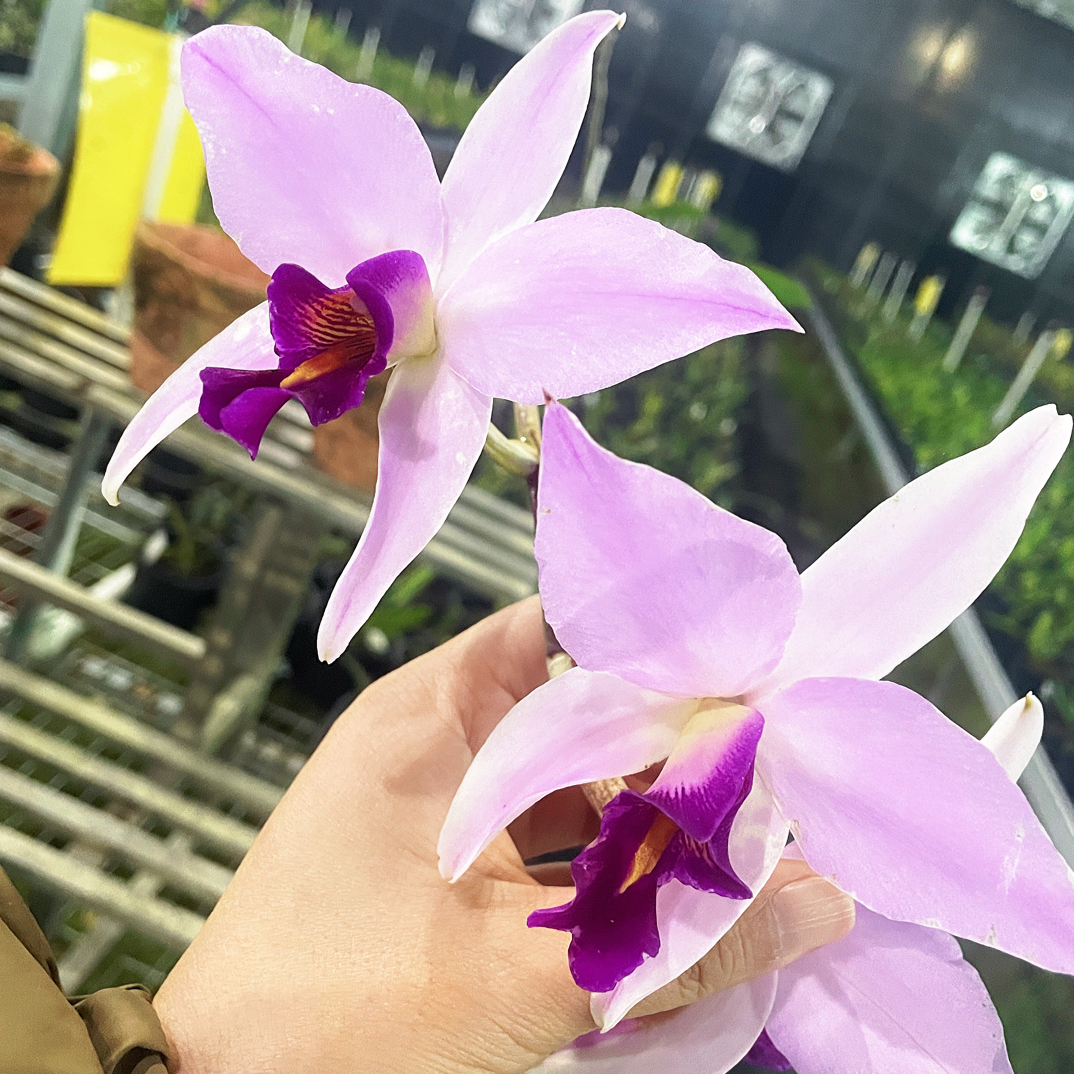 岸芷汀兰｜粉安谢｜卡特兰直播间一物一拍