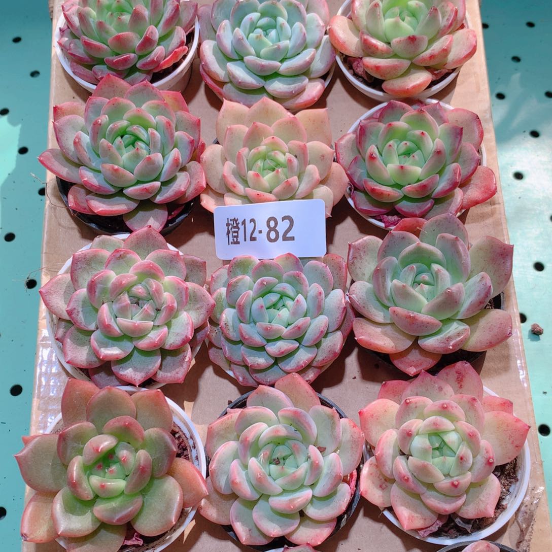 12-81一物一拍多肉带盆18颗
