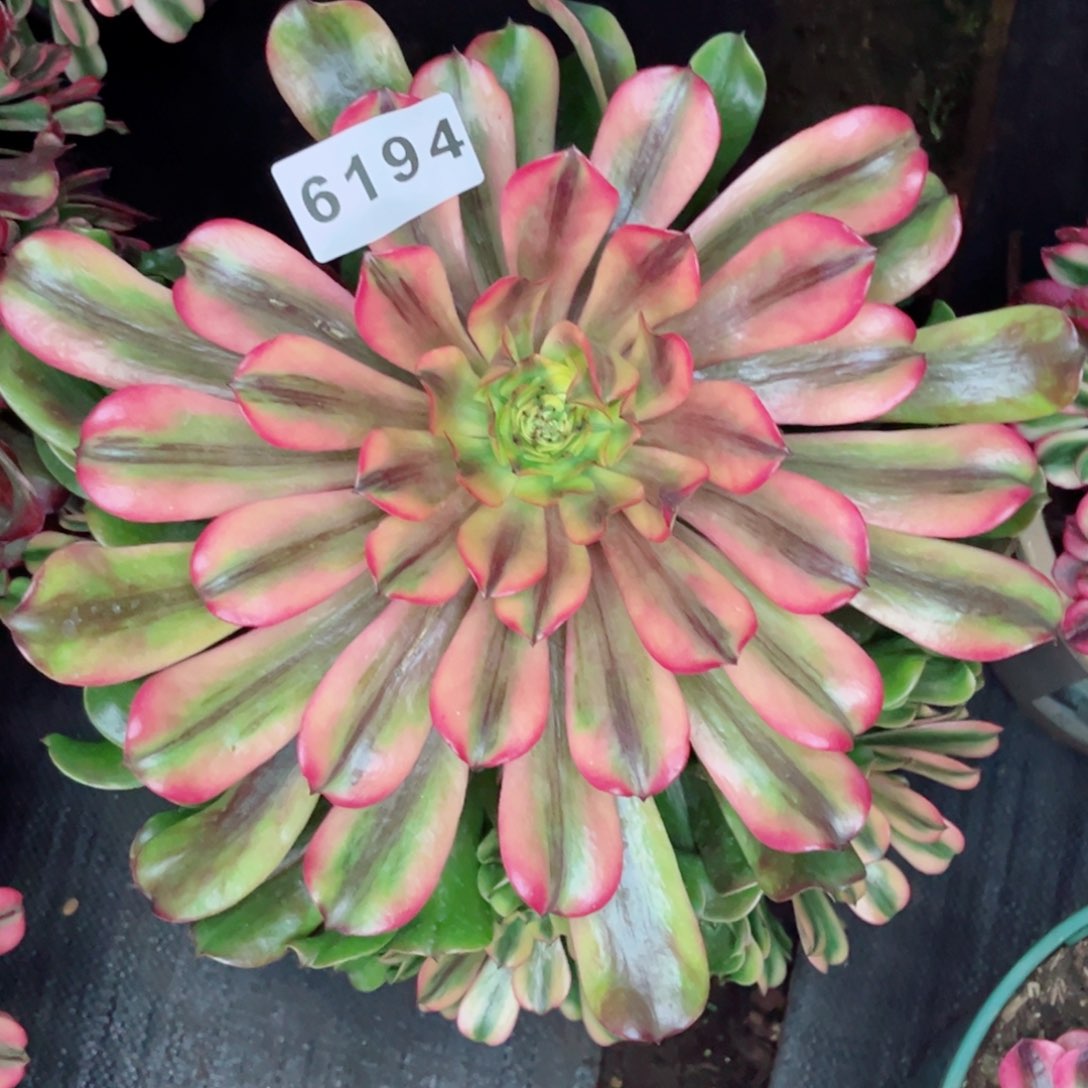 新品粉钻多肉发货