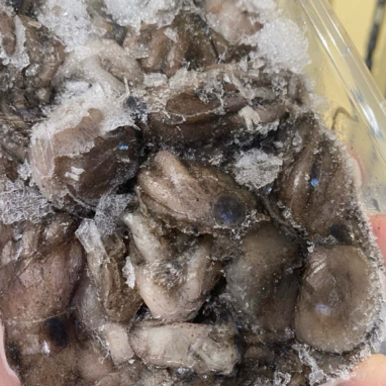 两盒鱼饵，鱼饵懂事长分装短腿鲃鮹，大小适中钓鱼正合适，2盒包邮
