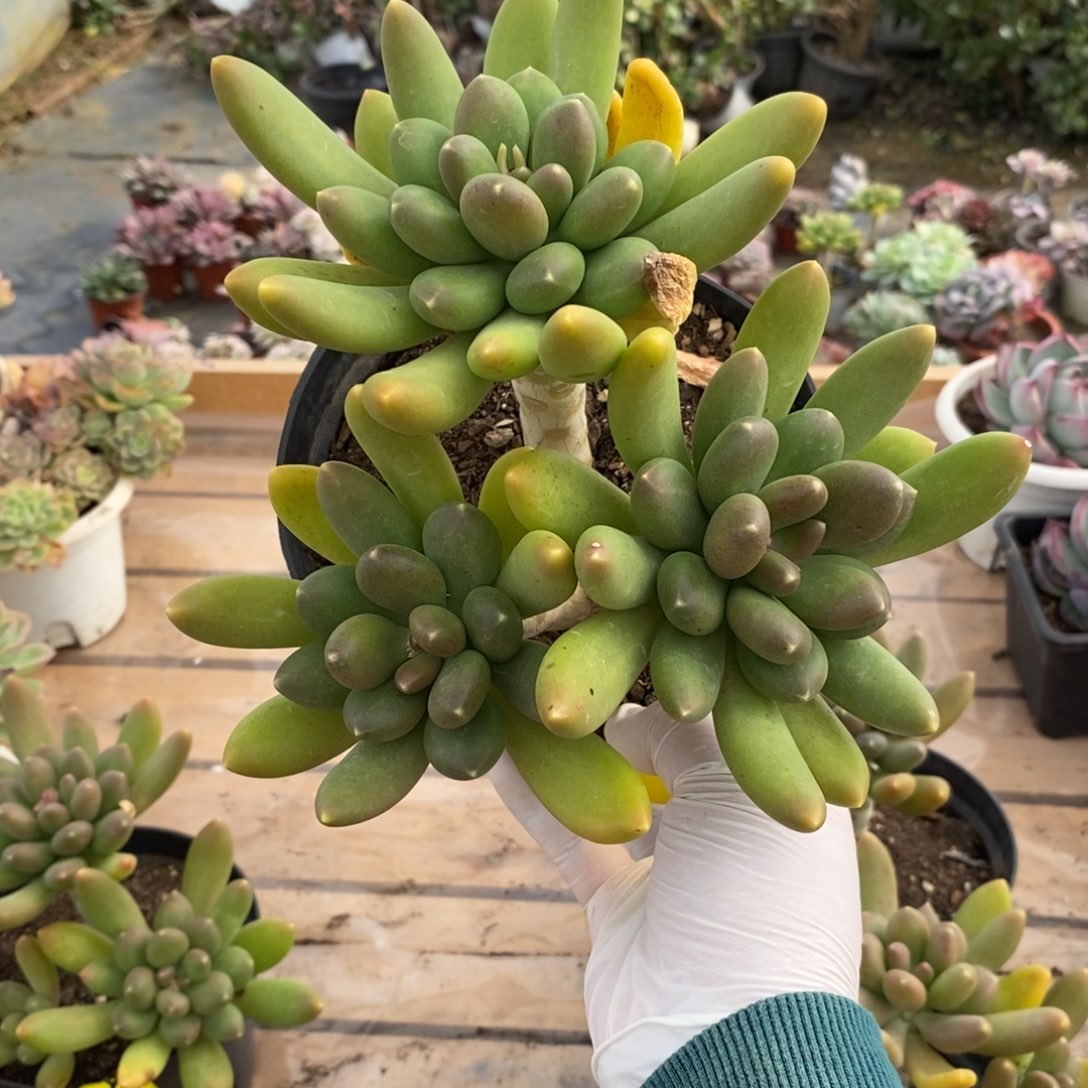 115金蝉多头一物一拍