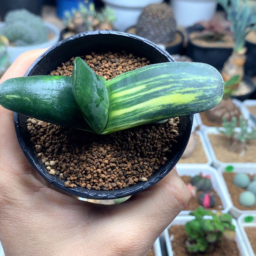 蜗牛锦多肉脱土多肉