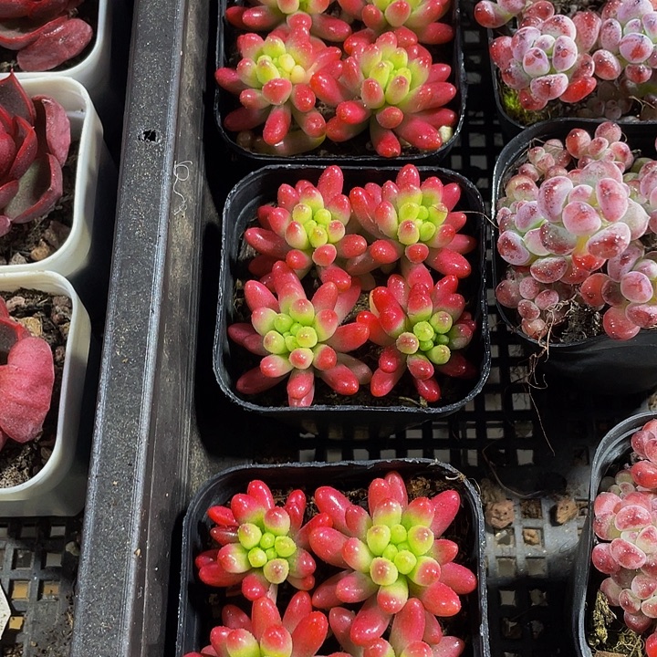 红之玉锦带盆土发