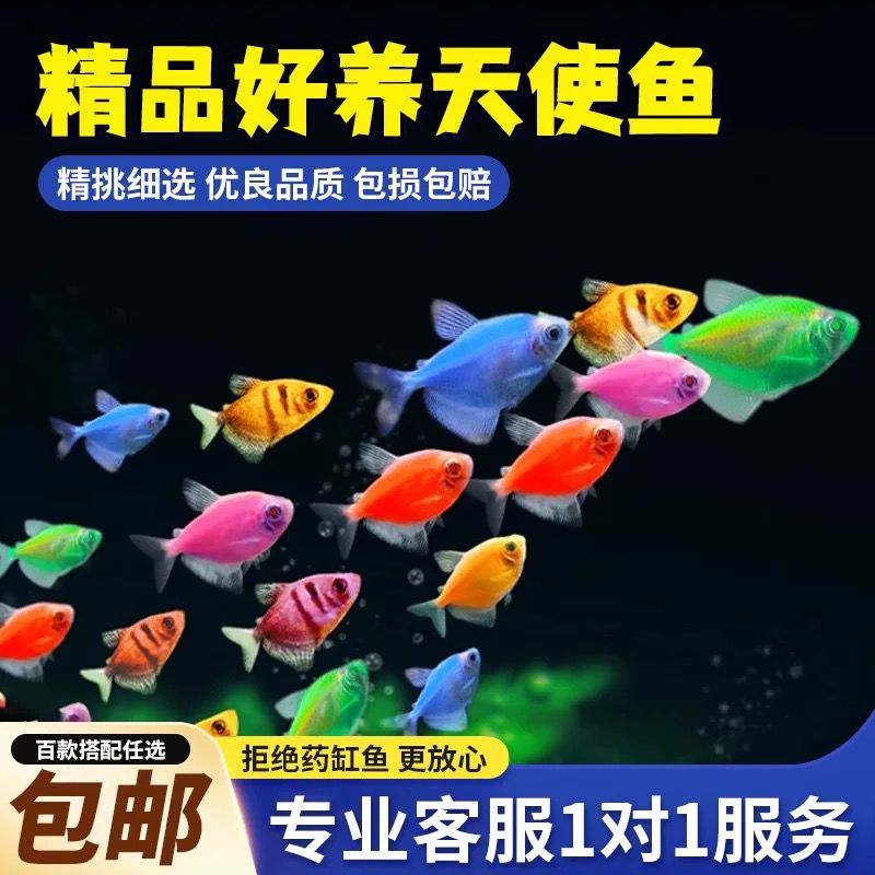 糖果天使五彩淡水鱼小型鱼混养斑马鱼2.5-3.5厘米