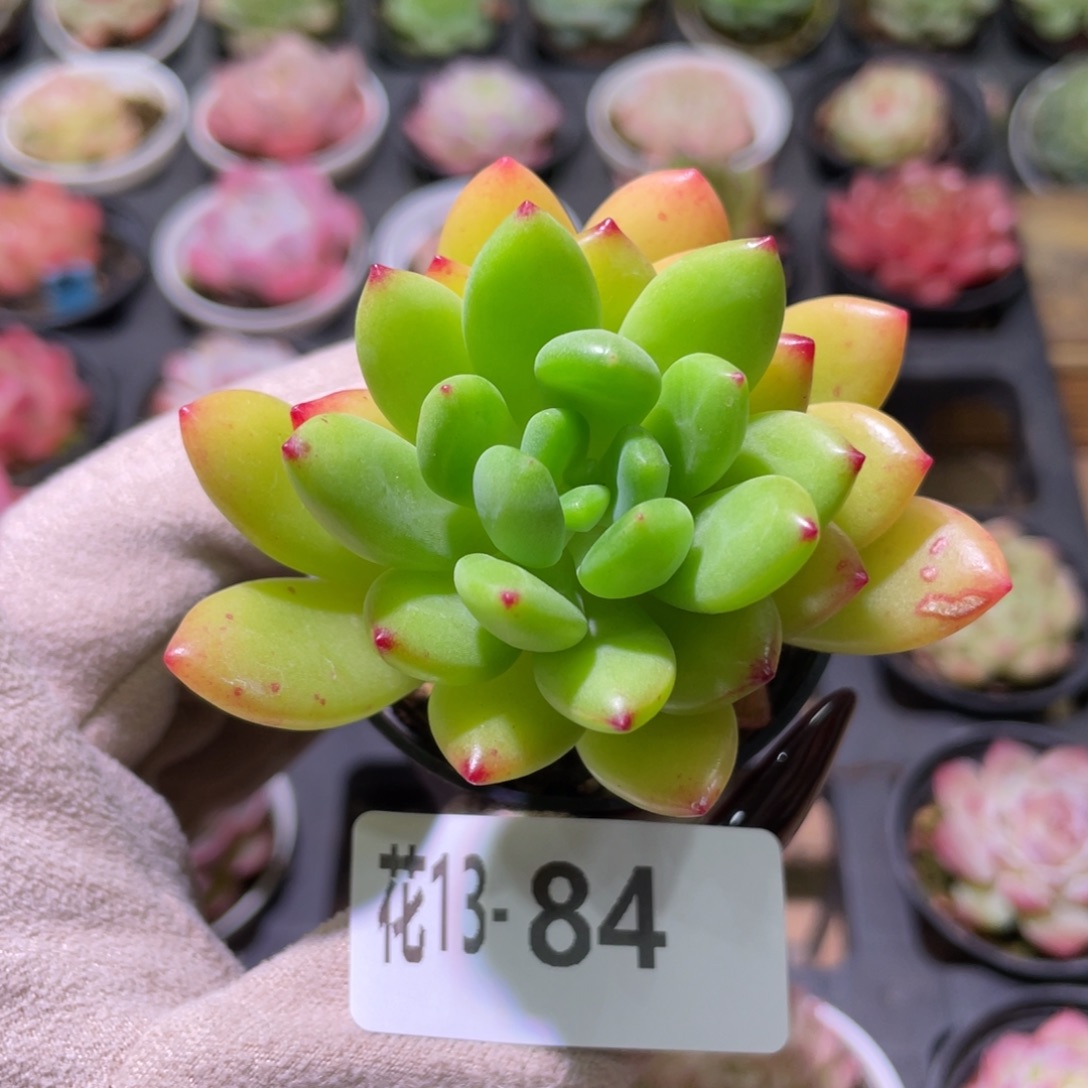 花利美13-84春萌单头