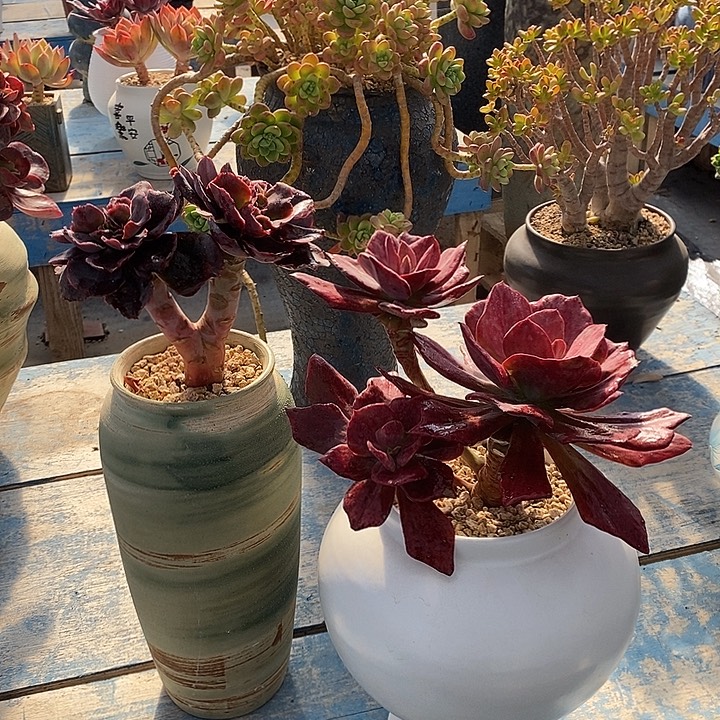 多肉植物一物一拍两颗包邮