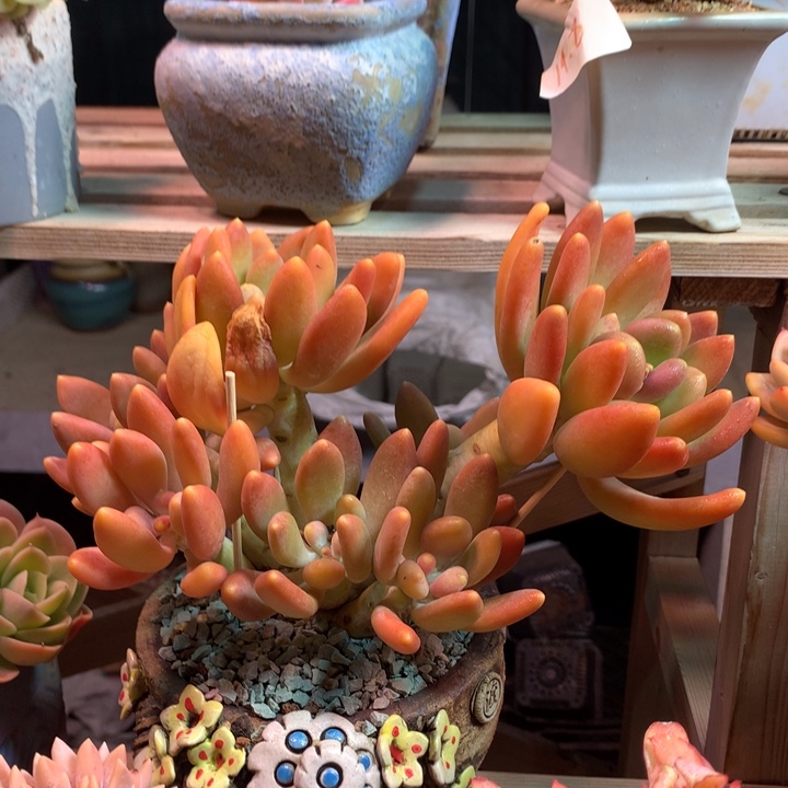 金蝉多肉植物z z z