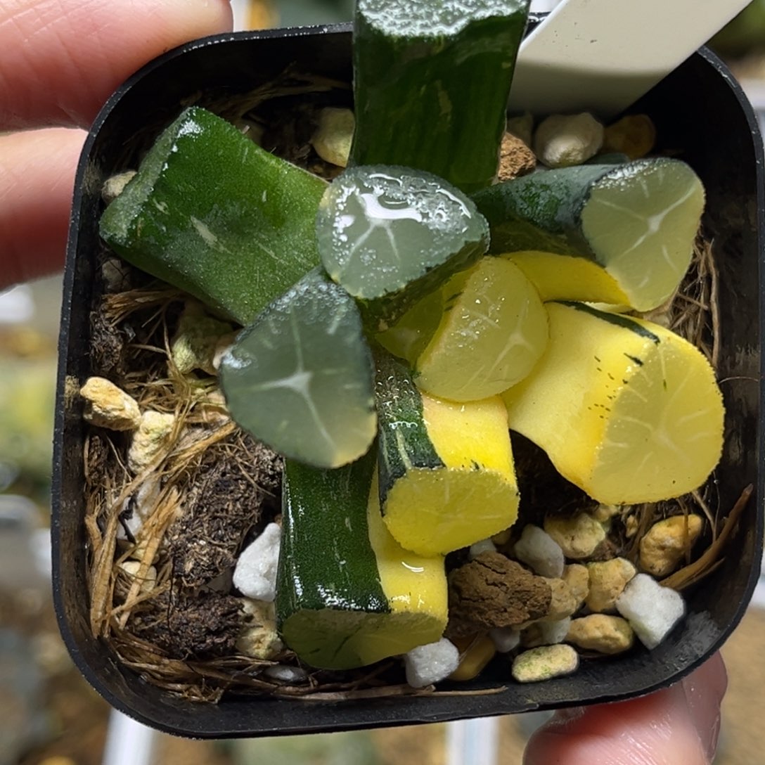 50玉龙万象锦福利专场