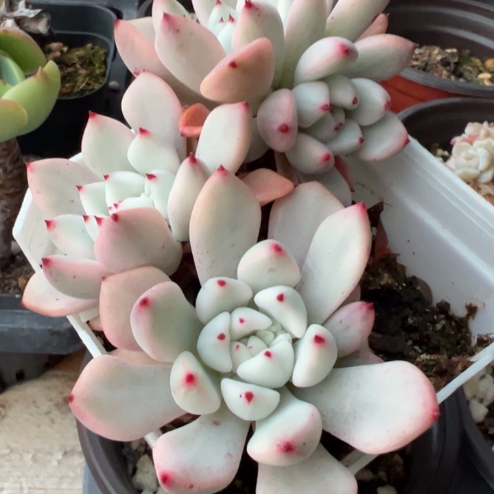 抓锦多肉植物1001