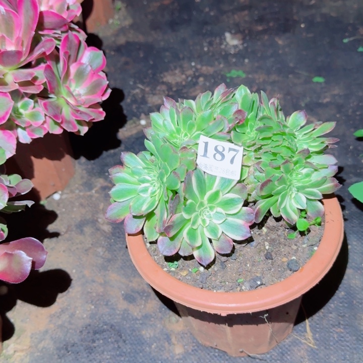 187海王缀化多肉植物满28包邮