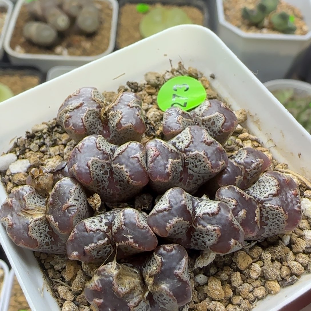 大型大窗超碟群多肉273